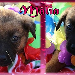 Thumbnail photo of Malia #2
