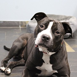 Photo of Stacy - Adoption Pending!