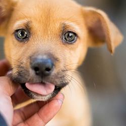 Thumbnail photo of Kit Kat - green eyed puppy #2