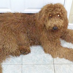 Thumbnail photo of Chewbacca (Chewy) #1