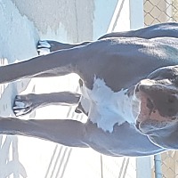 German Shorthaired Pointer Puppies For Sale In Redding California Adoptapet Com