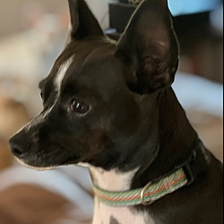 Photo of Big ears Tito
