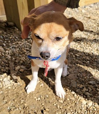 Oxford, Mi - Chihuahua. Meet Bashful “barkley” A Pet For Adoption 