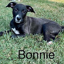 Thumbnail photo of BONNIE #1