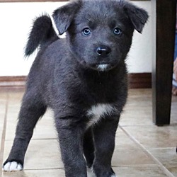 Thumbnail photo of PEARL (adoption pending) #1