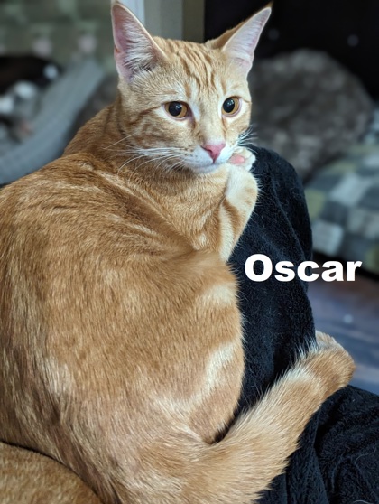 Thumbnail photo of Oscar #1