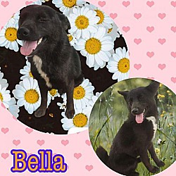 Thumbnail photo of BELLA #3