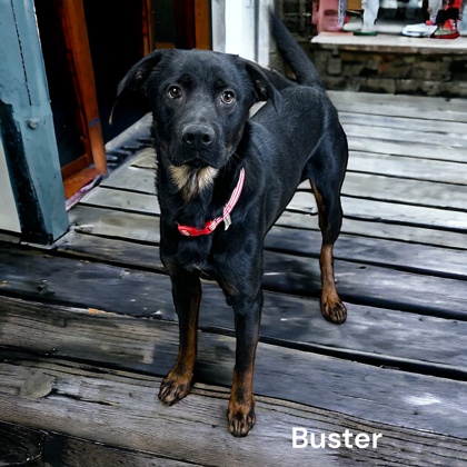 Thumbnail photo of Buster #1
