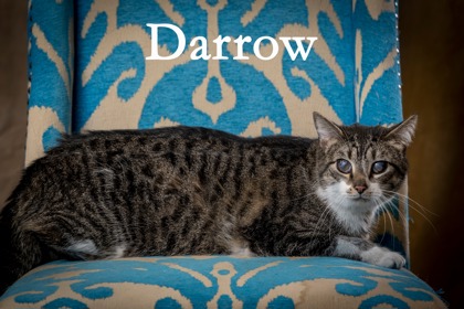 Photo of Darrow