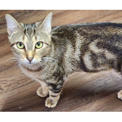 Thumbnail photo of Kit Cat #1