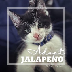 Thumbnail photo of Jalapeno #2