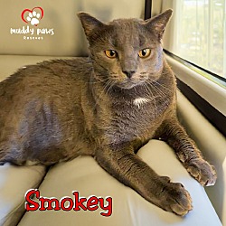 Thumbnail photo of Smokey (Courtesy Post) #3