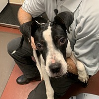adopt a pet