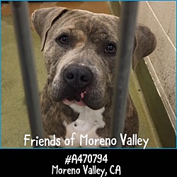 Thumbnail photo of Tolly (CODE RED) Moreno Valley #1