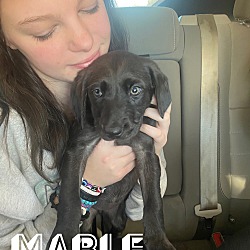 Thumbnail photo of Mabel (ka) - SWEET & SMART! #1
