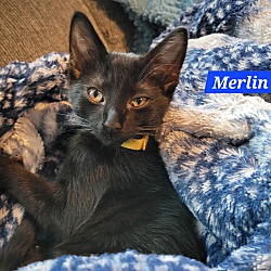 Thumbnail photo of Merlin #1