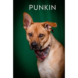 Thumbnail photo of Punkin #2