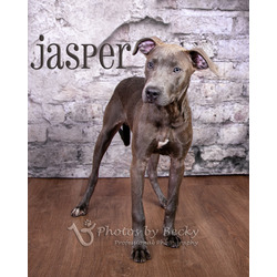 Thumbnail photo of Jasper #3