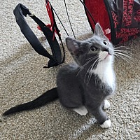 adopt a pet