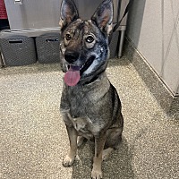 adopt a pet