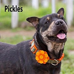 Thumbnail photo of Pickles #1
