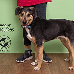 Thumbnail photo of Snoopy(In a Foster Home) #4