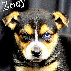 Thumbnail photo of Zoey~adopted! #2