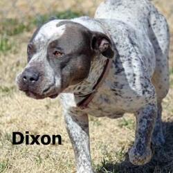 Thumbnail photo of Dixon #2