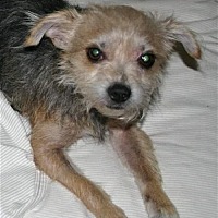 Photo of Bruno 2 (FL) Adoption pending