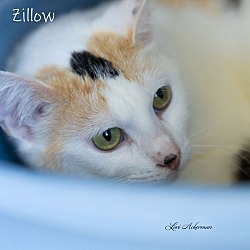 Photo of Zillow