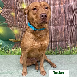 Thumbnail photo of Tucker #3