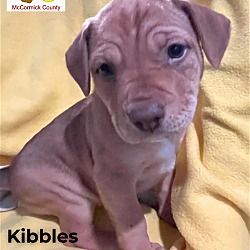 Photo of Kibbles