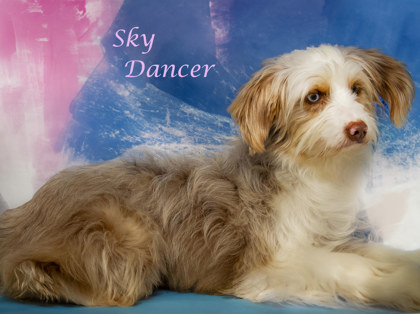 Thumbnail photo of Sky Dancer (D23-217) #2