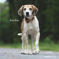 Photo of Paw-Paw @ Foster