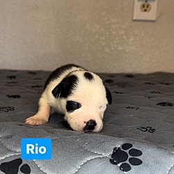Photo of Rio