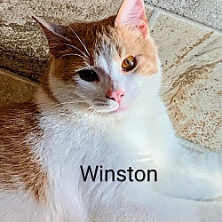 Thumbnail photo of Winston #1