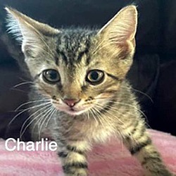 Thumbnail photo of KITTEN CHARLIE GRAY #1