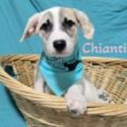 Thumbnail photo of Chianti #2