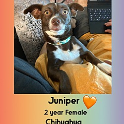 Thumbnail photo of JUNIPER 2 YEAR CHIHUAHUA #1