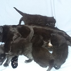 Thumbnail photo of Four tiny black kittens #1
