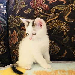 Thumbnail photo of Male Kitten #2