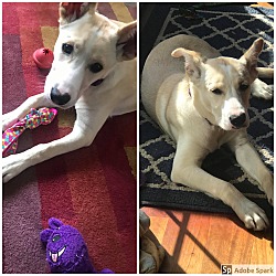 pocket puppies palatine