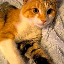 Thumbnail photo of Ginger - Adopted 11.27.16 #4