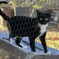 Thumbnail photo of Binx - Barn/Working Cat #2