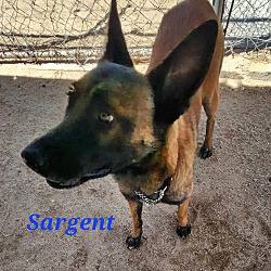 Thumbnail photo of Sargent #3