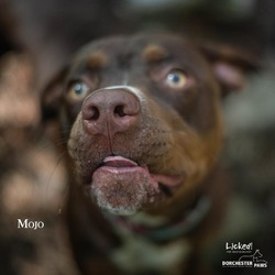 Thumbnail photo of Mojo #4