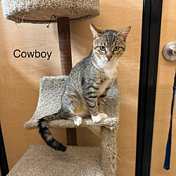 Photo of Cowboy