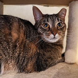 bonded pet photo