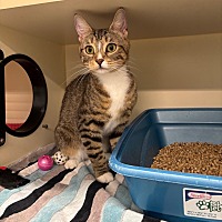 adopt a pet