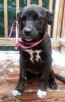 Black lab shepherd mix puppy hotsell